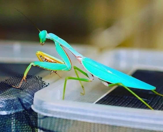 Hierodula sp. Papua (Giant Papuan Mantis)