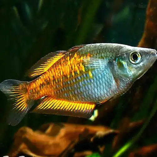 Parkinson Rainbowfish 2"