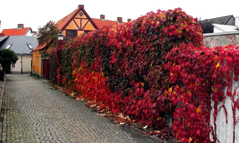 Virginia Creeper | Parthenocissus quinquefolia 'Engelmannii' (2 Litres)