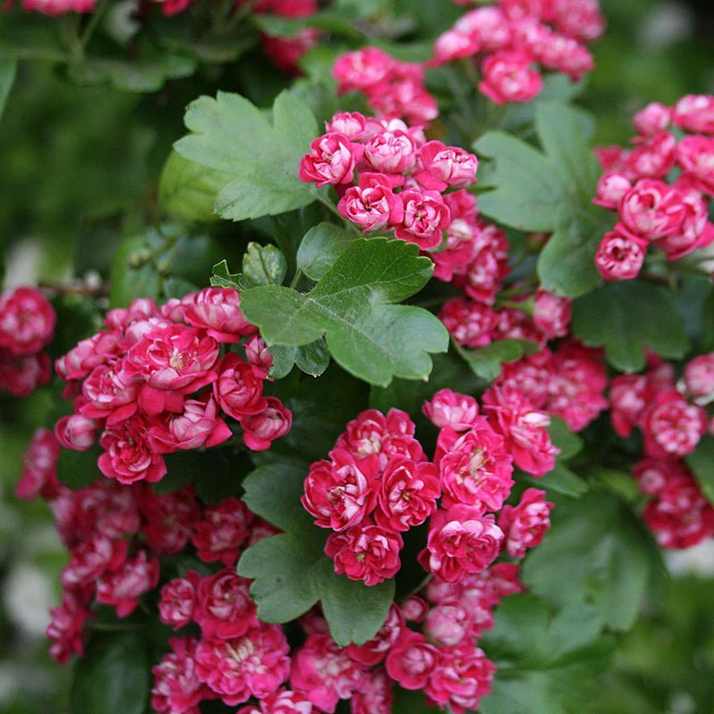 Crataegus Laevigata Pauls Scarlet 10 Litre