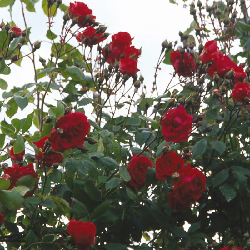 Pauls' Scarlet Climbing Rose 4.5 Litre