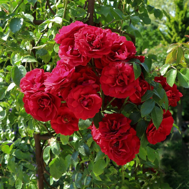 Pauls' Scarlet Climbing Rose 4.5 Litre