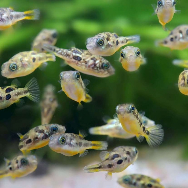 Pea Puffer | Carinotetraodon travancoricus