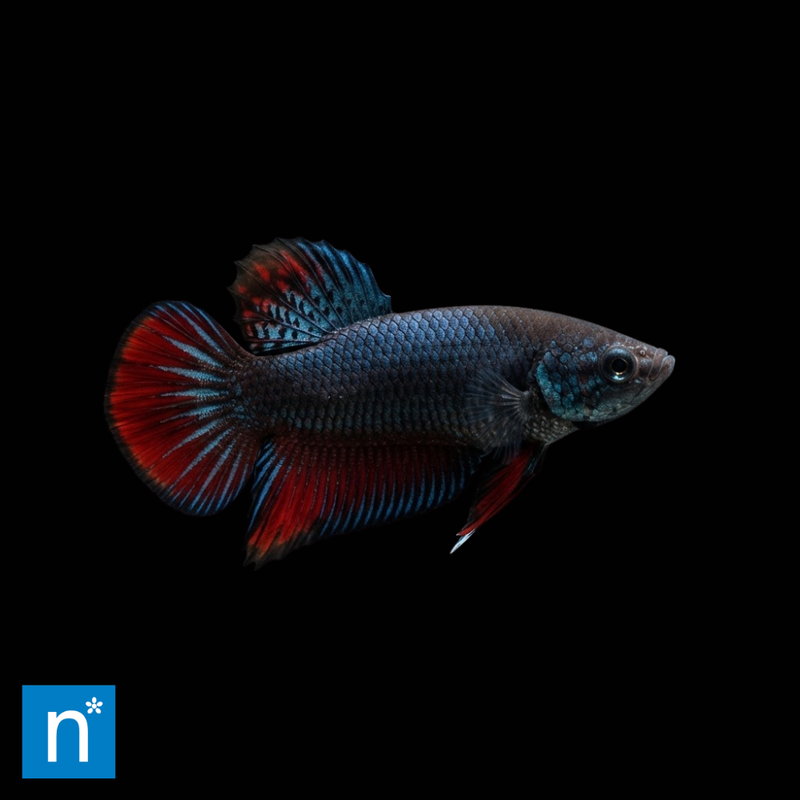 Peaceful Betta | Betta imbellis