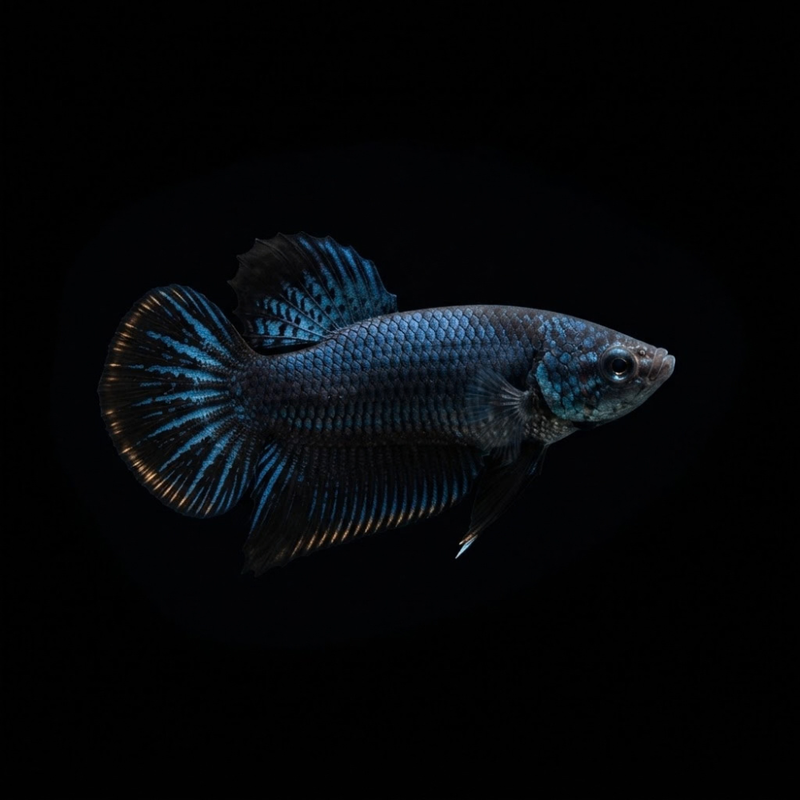 Peaceful Betta | Betta imbellis