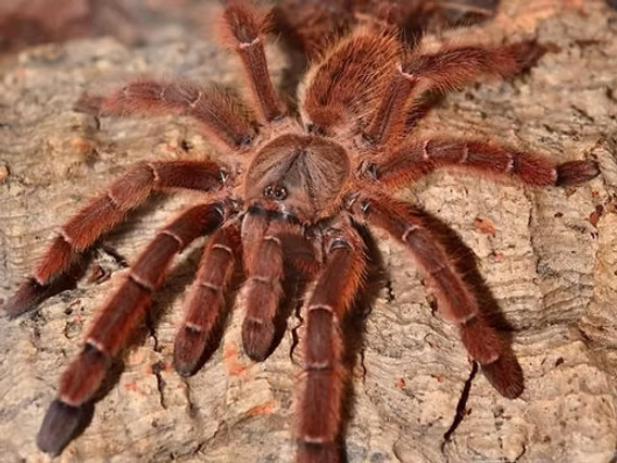 Peach Earth Tiger Tarantula (Aspinochilus rufus)