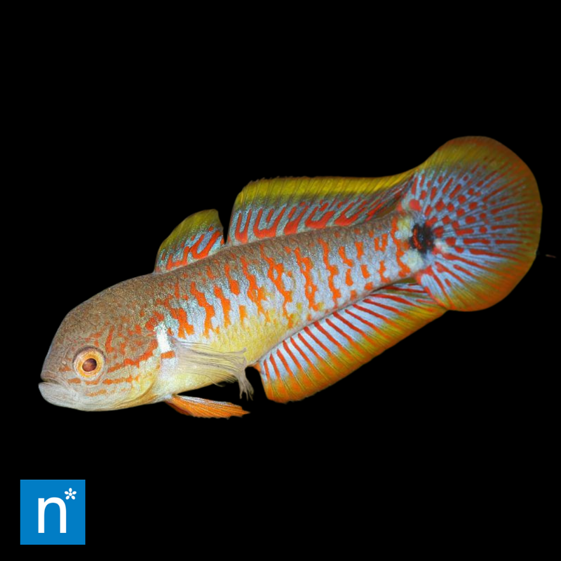 Peacock Gudgeon | Tateurndina ocellicauda