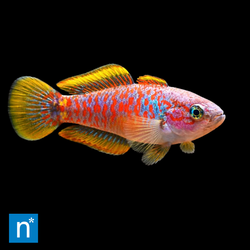 Peacock Gudgeon | Tateurndina ocellicauda