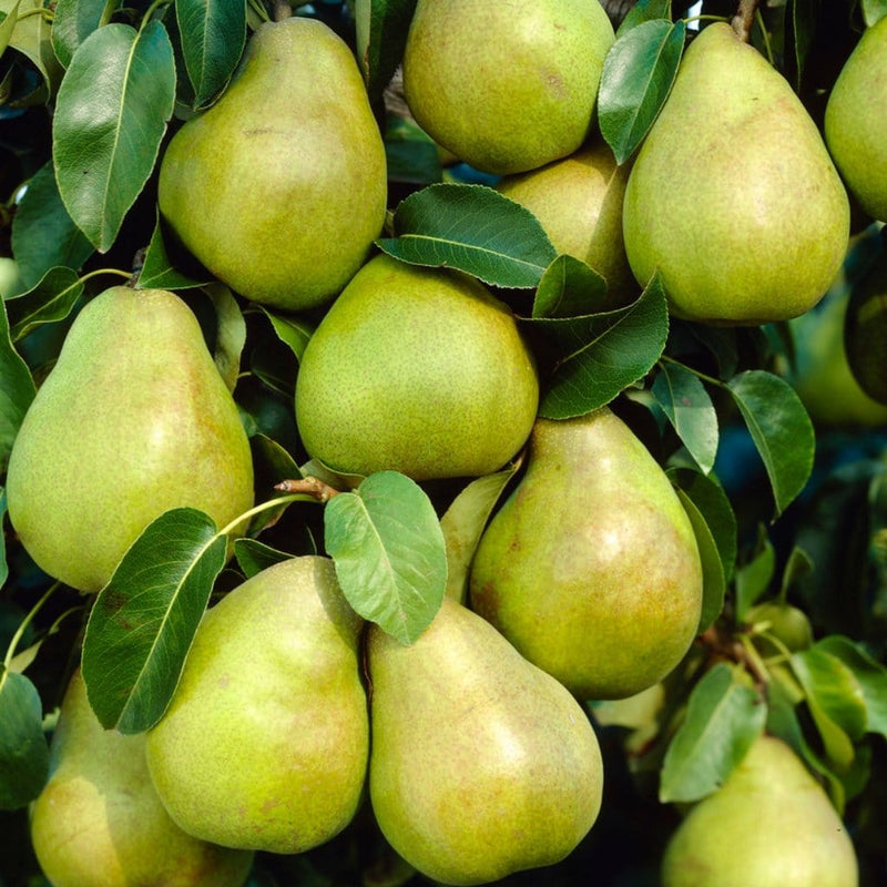 Pear 'Doyenne Du Comice' 10 Litre
