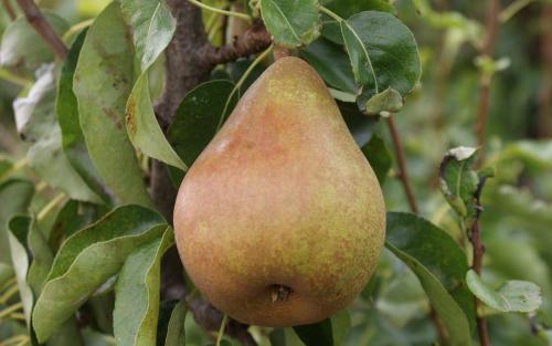 Pear 'Doyenne Du Comice' 10 Litre