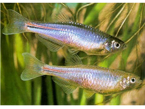 Pearl Danio | Danio albolineatus