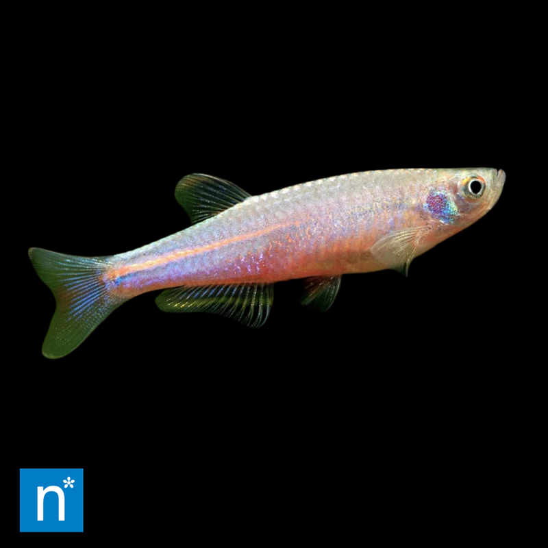 Pearl Danio | Danio albolineatus