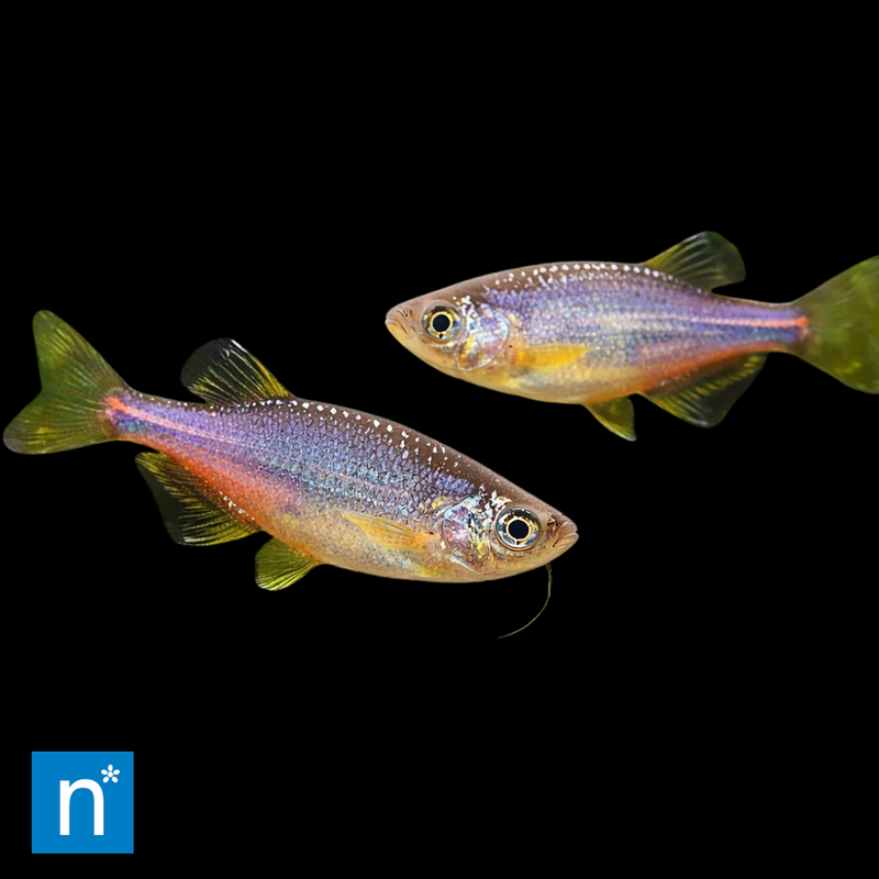 Pearl Danio | Danio albolineatus