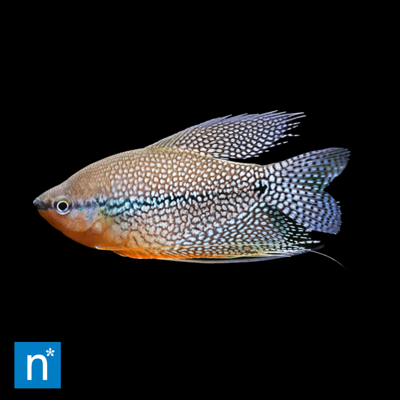 Pearl Gourami | Trichopodus leerii