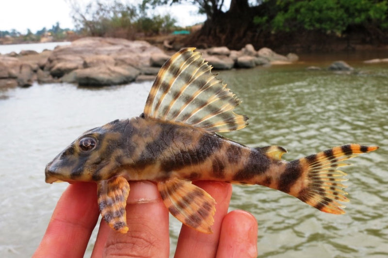 Peckoltia pleco (Peckoltia vittata). Photo: Gabriel Lelis Togni, CC BY 3.0, Wikimedia Commons.