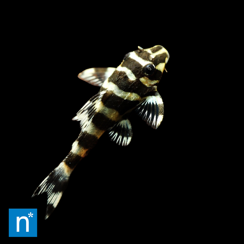 Peckoltia Pleco | Peckoltia vittata