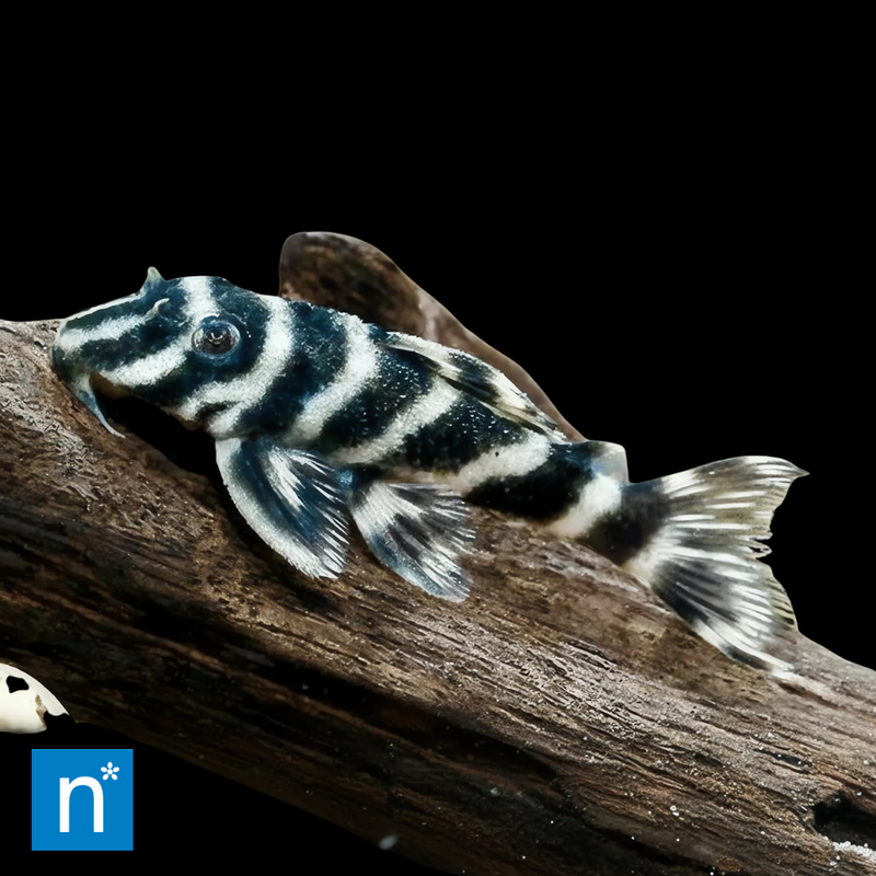 Peckoltia Pleco | Peckoltia vittata