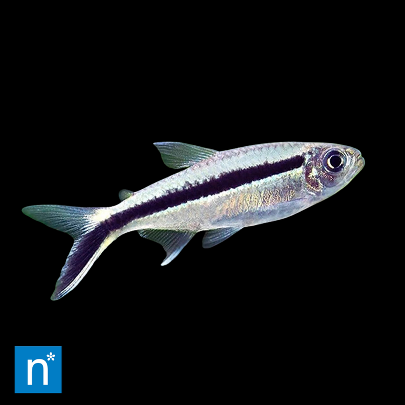 Penguin Tetra | Thayeria boehlkei