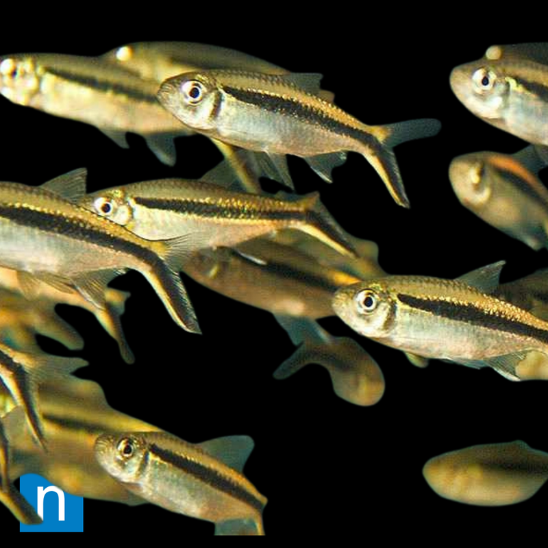 Penguin Tetra | Thayeria boehlkei