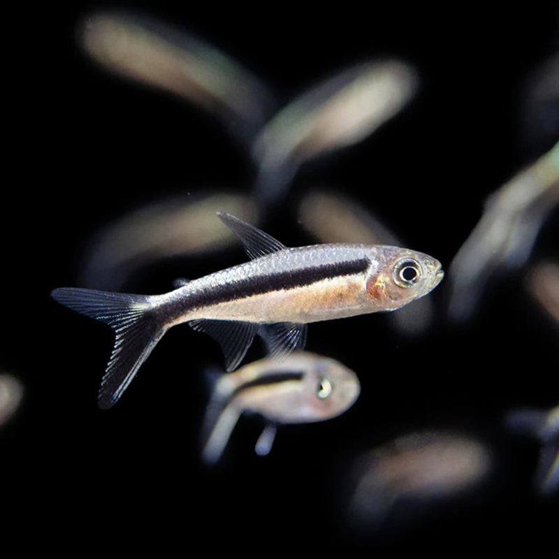 Penguin Tetra | Thayeria boehlkei