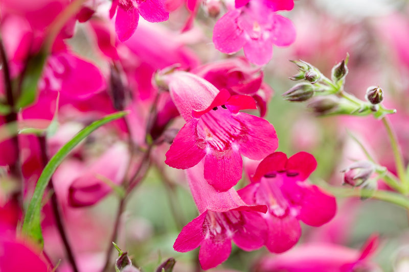 Penstemon 'Garnet' 2 Litre