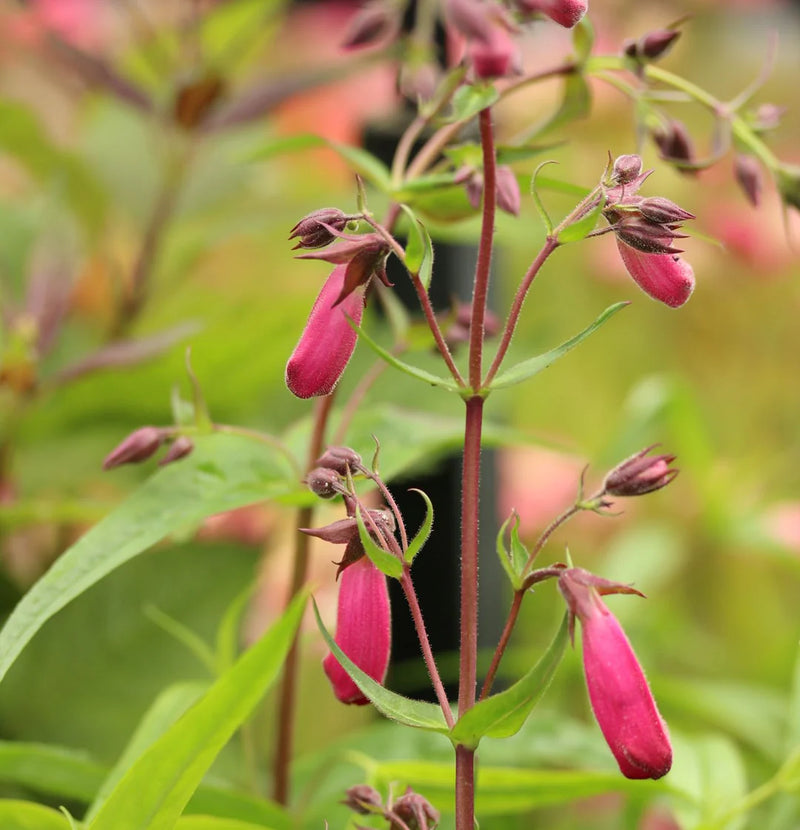 Penstemon 'Garnet' 2 Litre