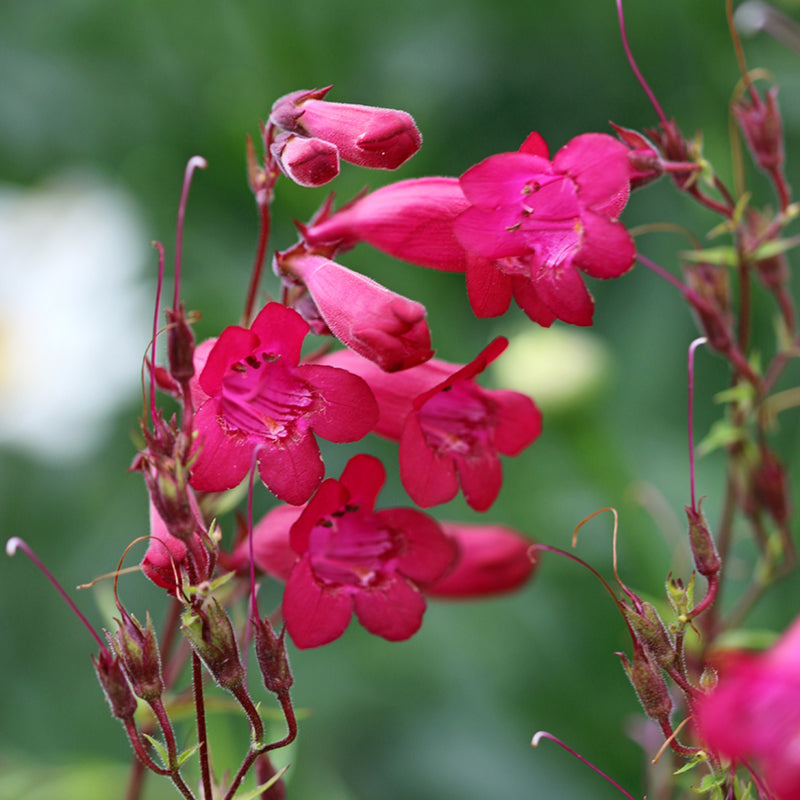 Penstemon 'Garnet' 2 Litre