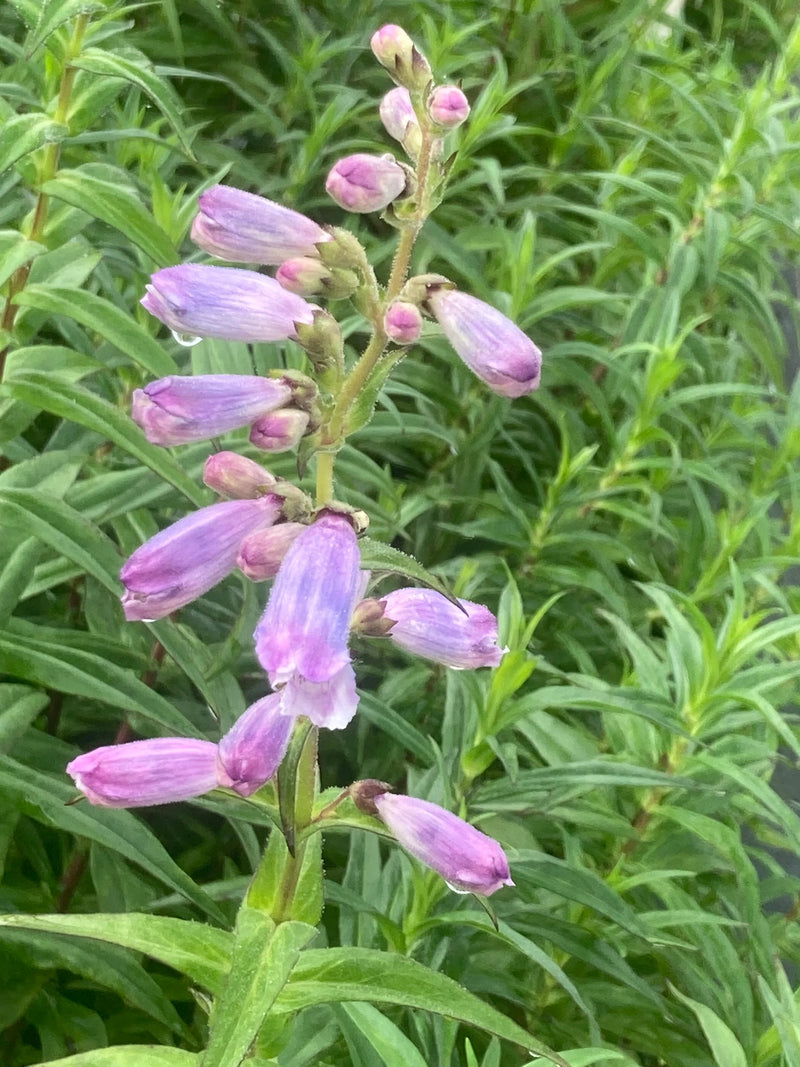 Penstemon 'Lady Hamilton' 2L