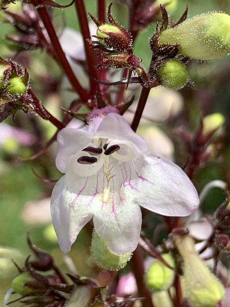 Penstemon 'Husker Red' (2 Litre)