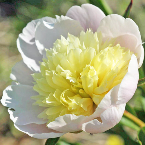 Paeonia Lactiflora 'Primevere' (Peony)