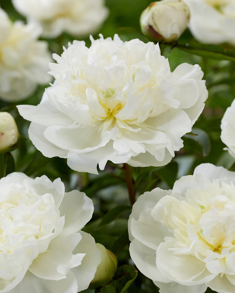 Paeonia Lactiflora 'Duchesse de Nemours' | Peony (4 Litre)