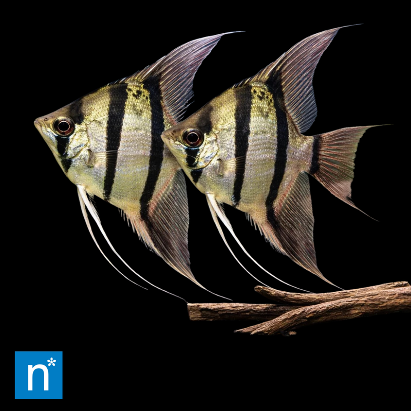 Peru Altum Angelfish 3-3.5cm | Pterophyllum scalare
