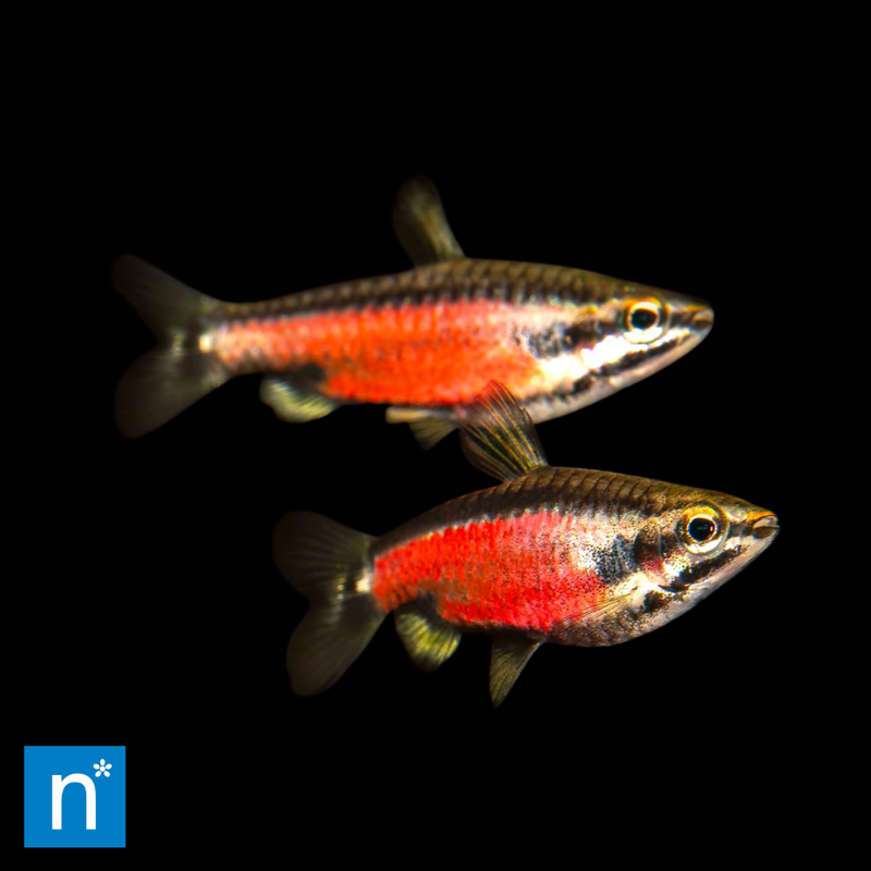 Peru Red II Pencilfish | Nannostomus cf. rubrocaudatus