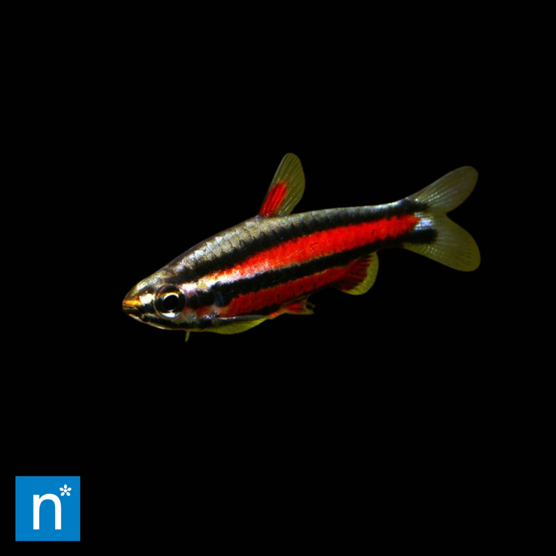 Peru Red II Pencilfish | Nannostomus cf. rubrocaudatus