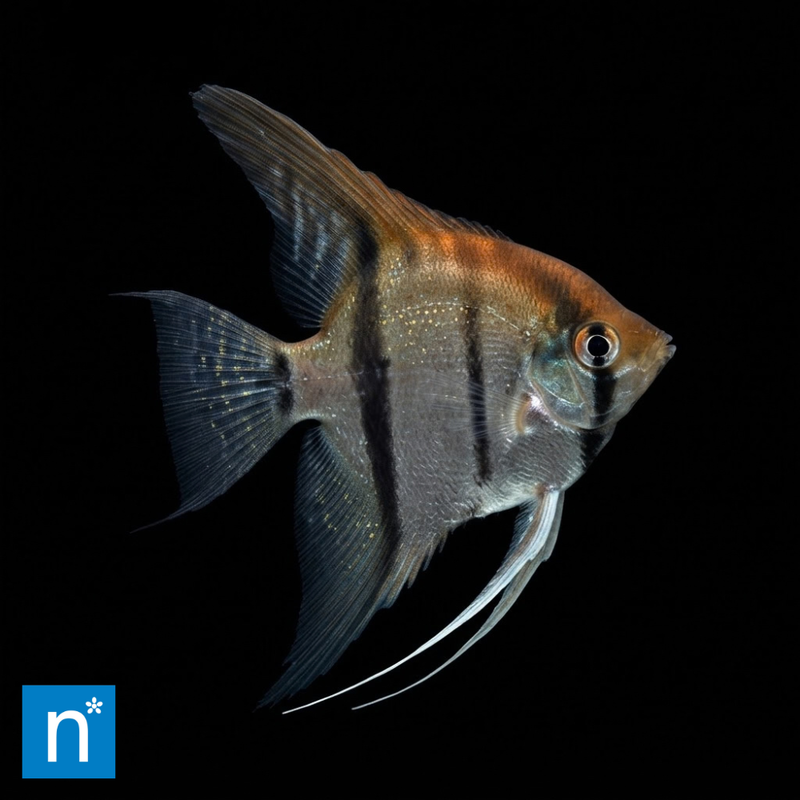 Peru Altum Angelfish 3-3.5cm | Pterophyllum scalare