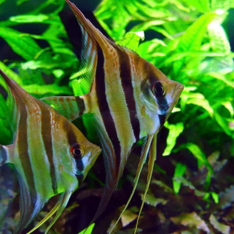 Peru Altum Angelfish | Pterophyllum scalare