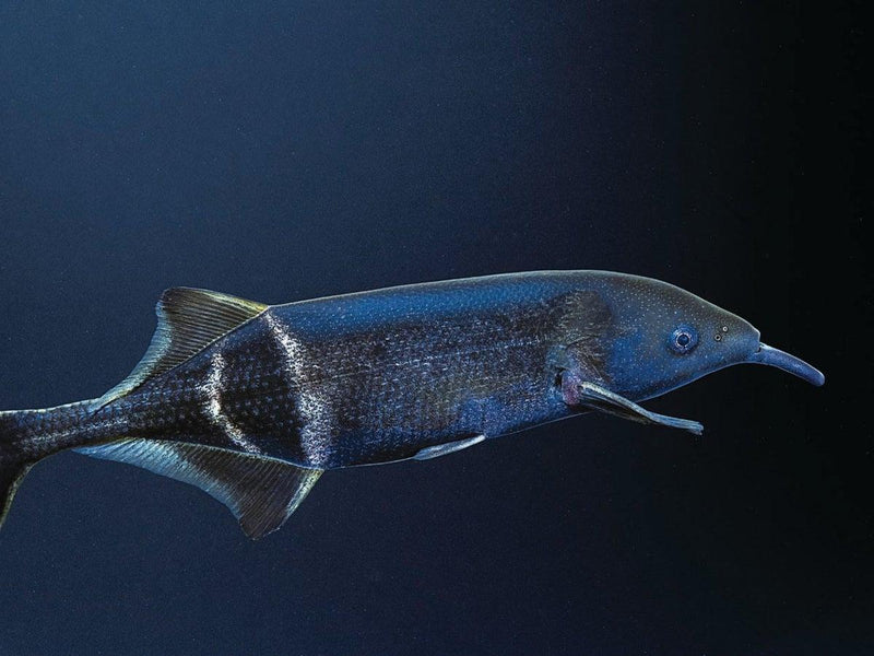Peters Elephantnose Fish