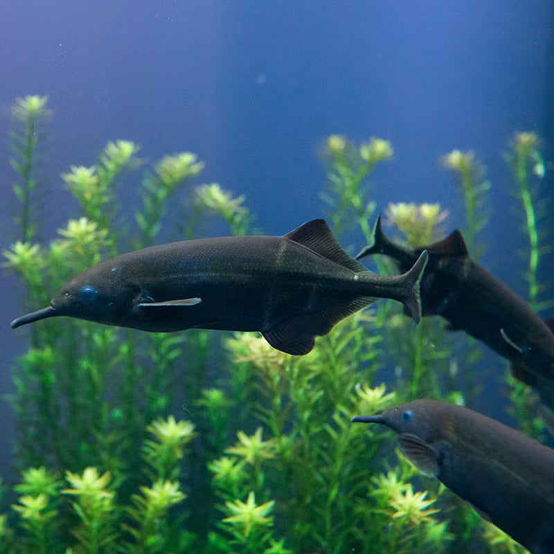 Peters Elephantnose Fish