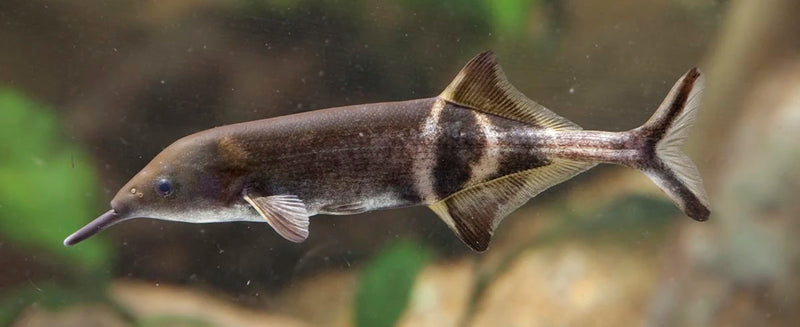 Peters Elephantnose Fish