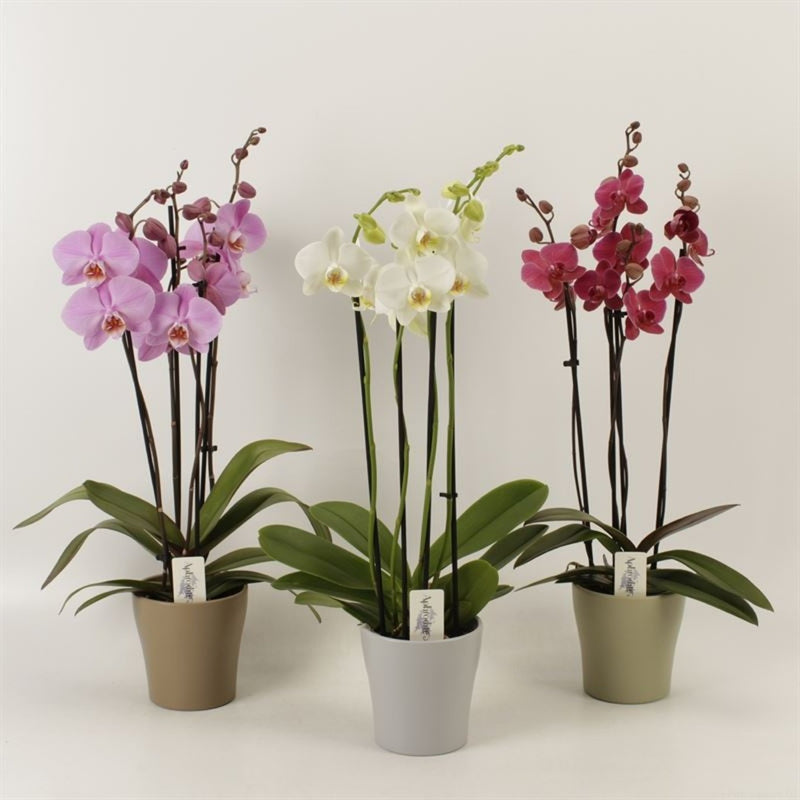 Orchid | Phalaenopsis mix 4 stem in ceramic Pot