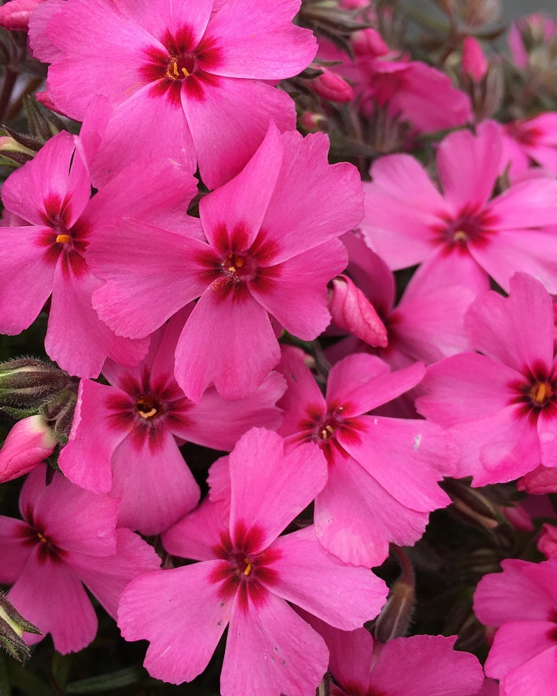 Phlox subulata GoldiPhlox Pink