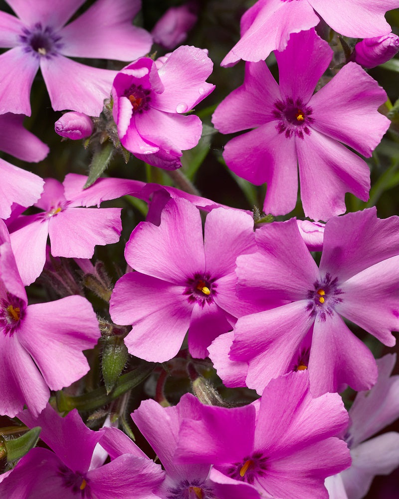 Phlox subulata GoldiPhlox Pink