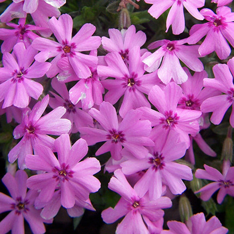 Phlox subulata Fort Hill Deep Pink (9cm)