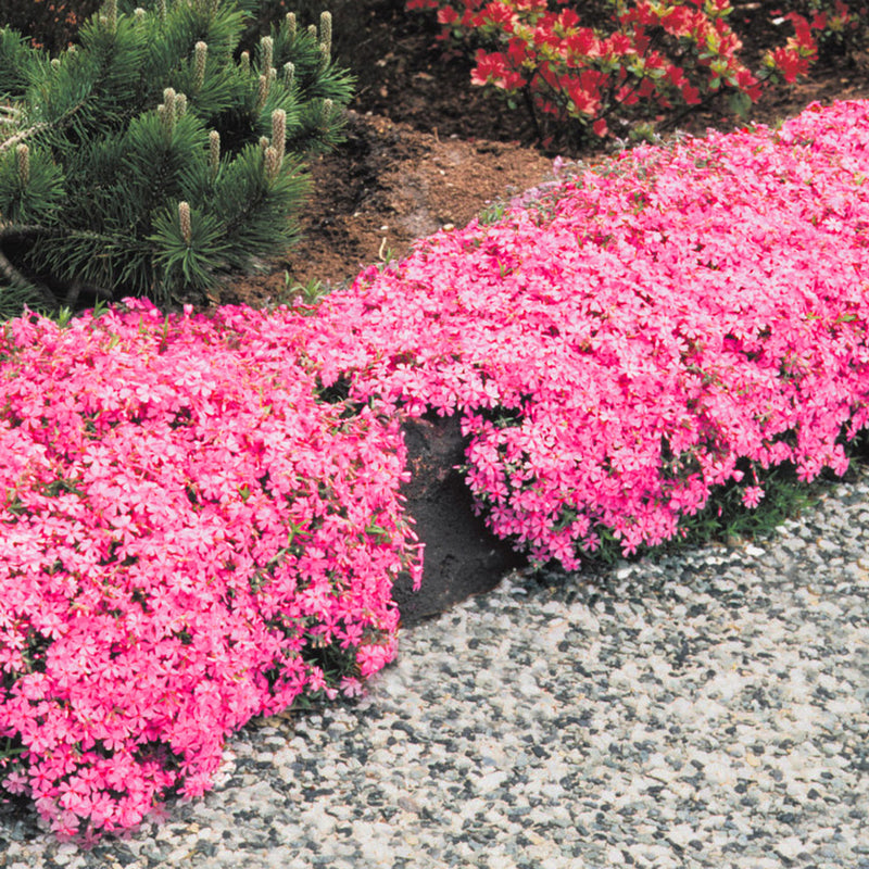 Phlox subulata Mc Daniels Cushion