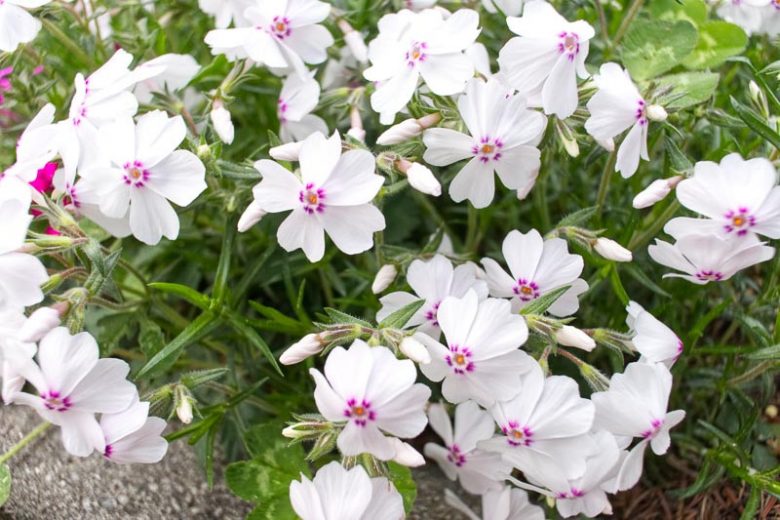 Phlox subulata 'Amazing Grace' white with pink eye
