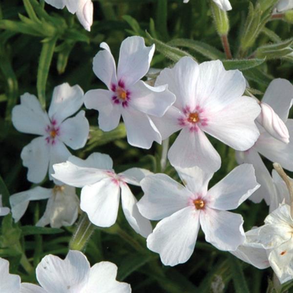 Phlox subulata 'Amazing Grace' white with pink eye