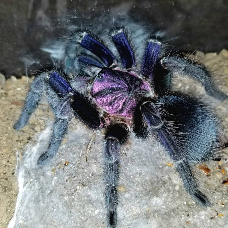 Phormictopus spec. Dominican Purple (S)