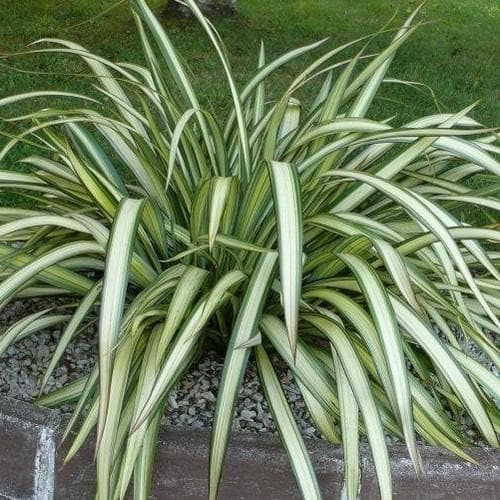 Phormium 'Cream Delight' 15 Litre