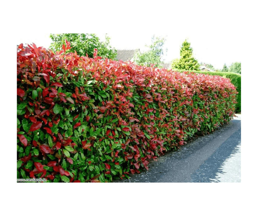 Photinia fraseri Red Robin (5 Litre | 90-100cm)