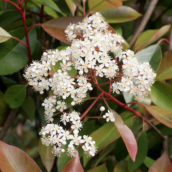 Photinia fraseri 'Red Robin' 60-80cm 10 Litre